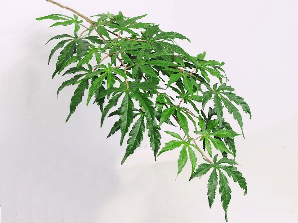 Érable Palmé 70cm
