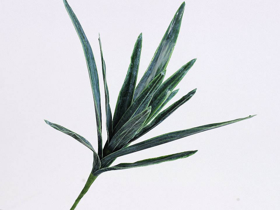 Dracaena Leaf Pick 38cm