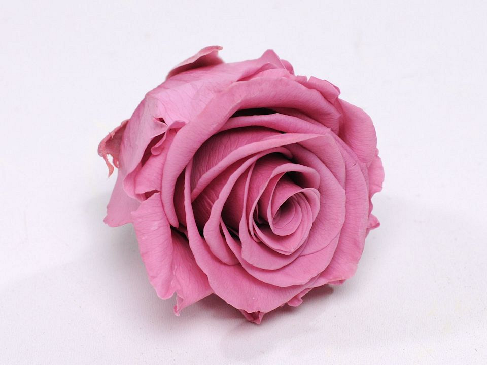 Roses préservé 5cm Rose