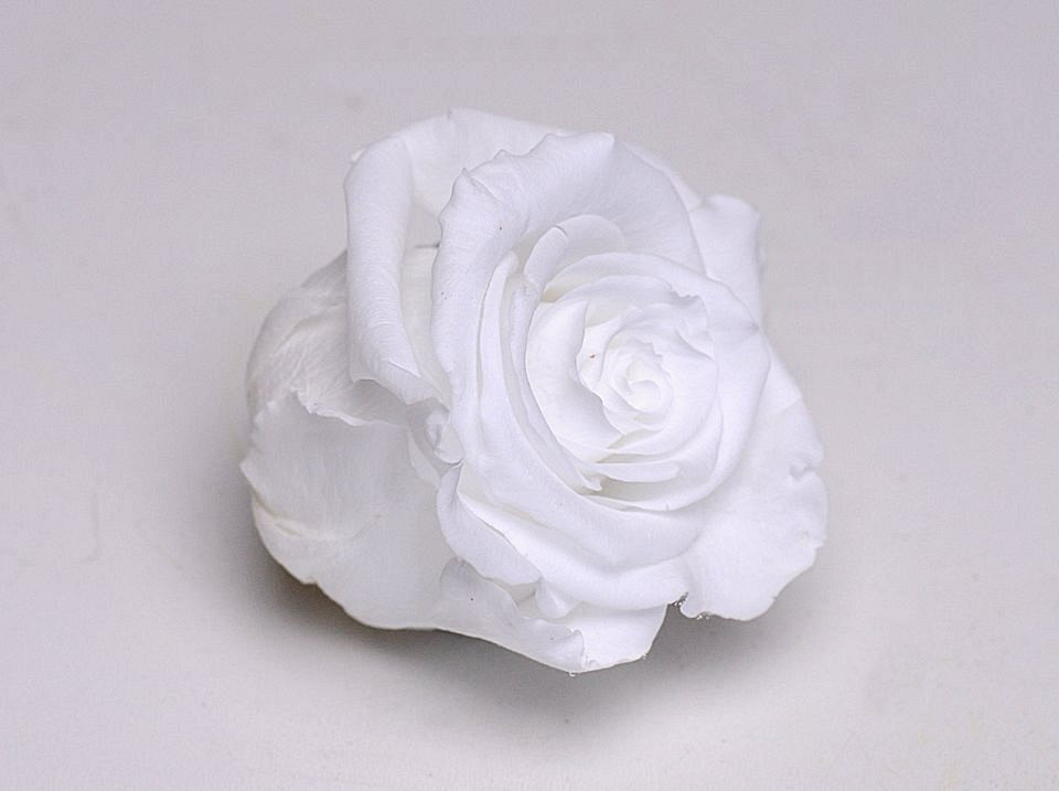 Rozenkop 5cm Wit