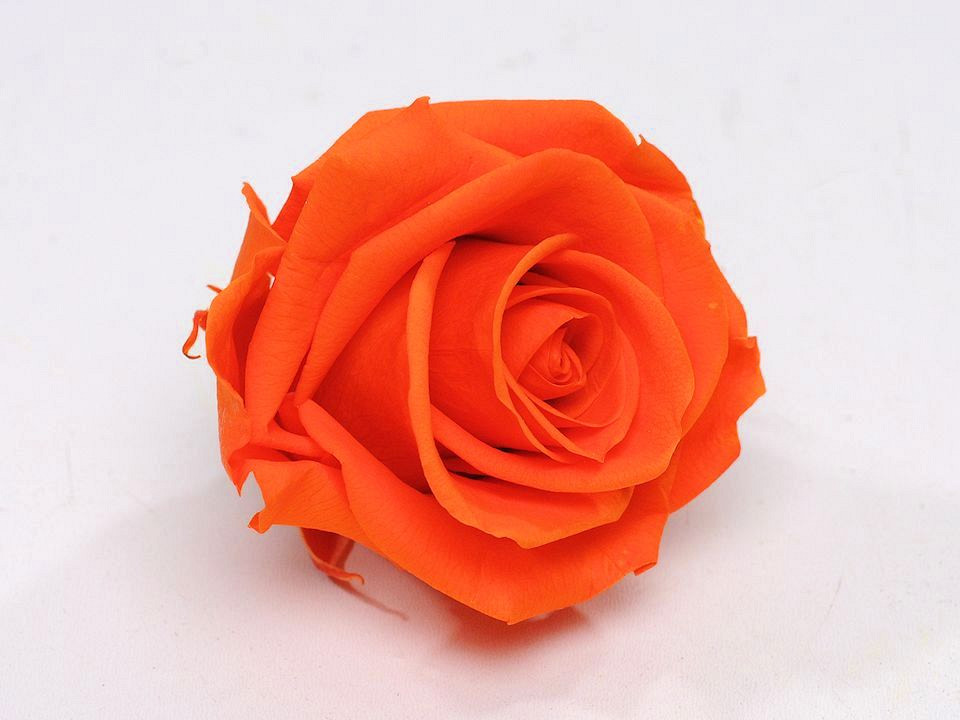 Roses préservé 5cm Orange