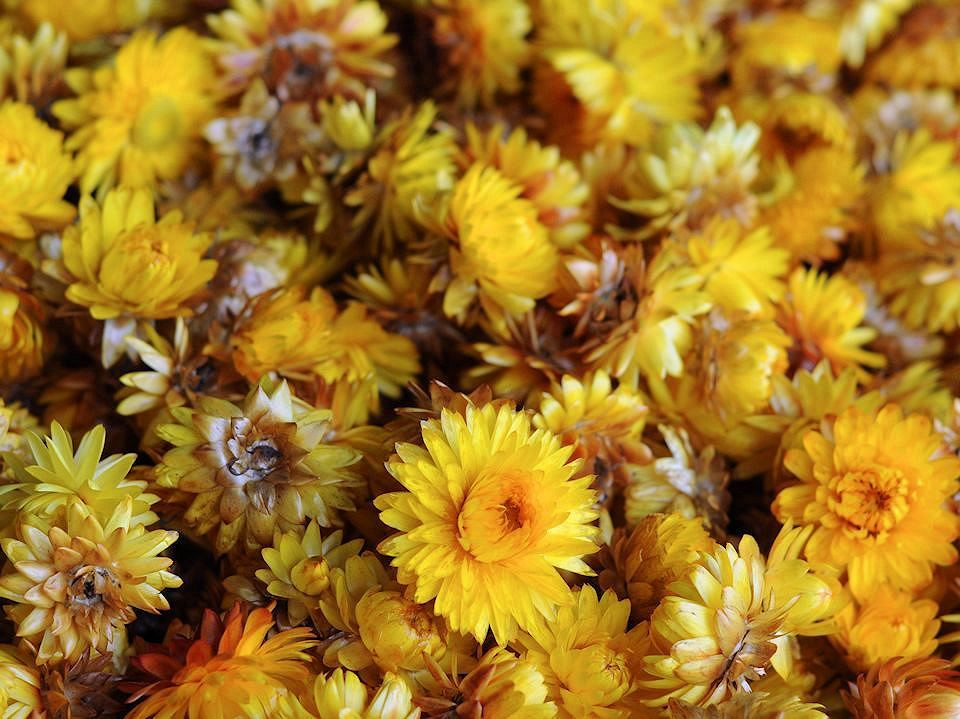 Tête de Helichrysum Jaune PKG