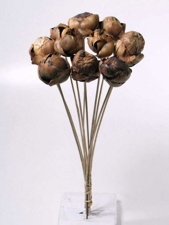 Palm Tender on 50cm stem