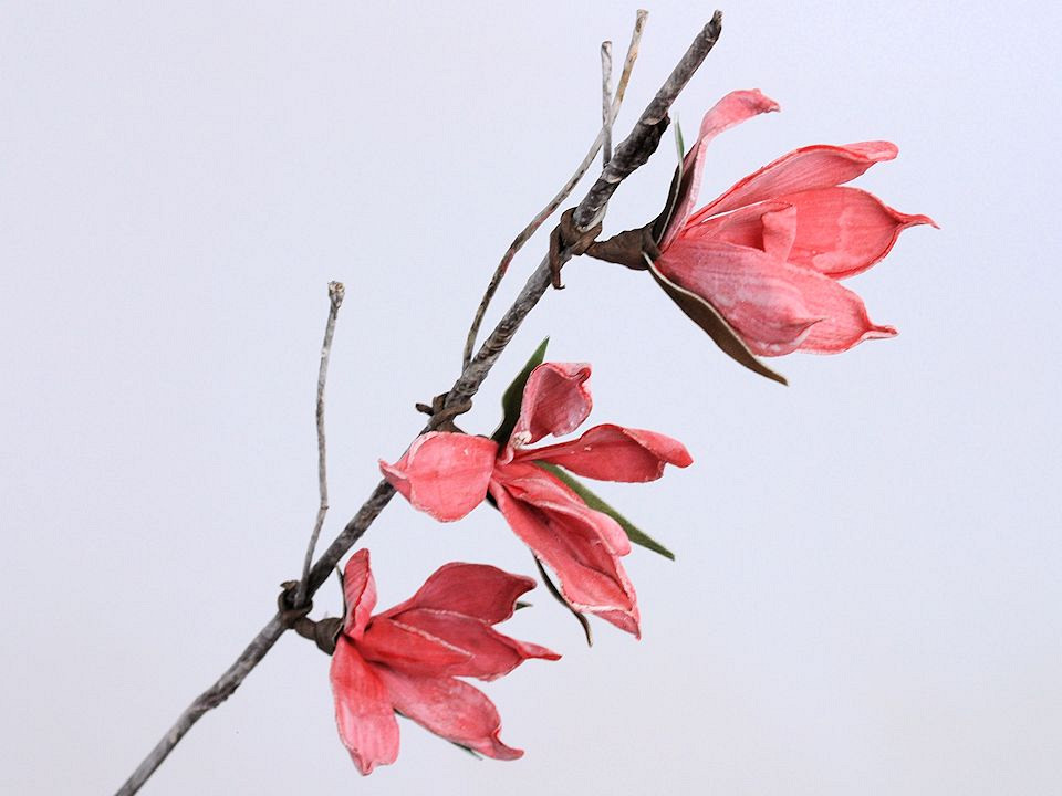 Foam Magnolia 85cm rood