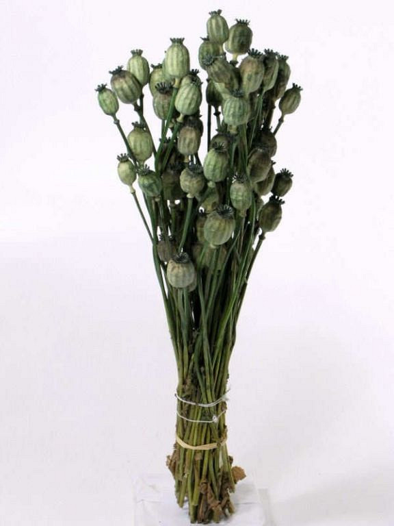 Bouquet Pavot Vert 65cm