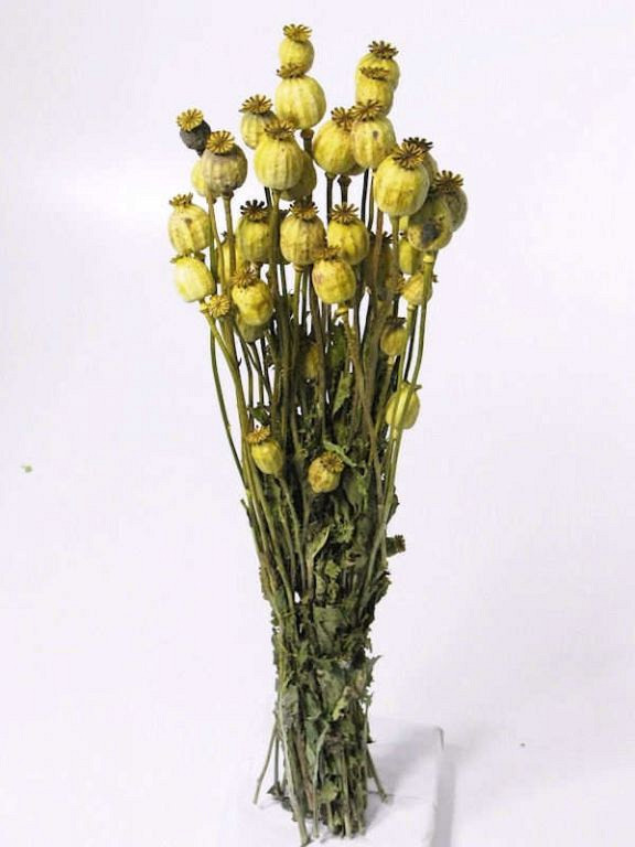 Papaver Lente Groen 65cm