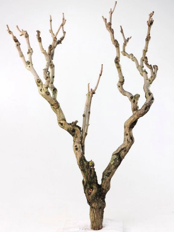 Bois de Lila 80-100cm