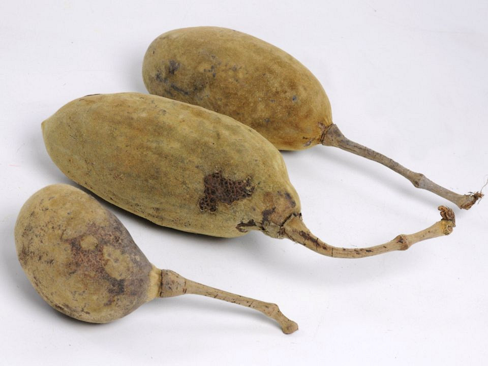 Baobab Naturel XL