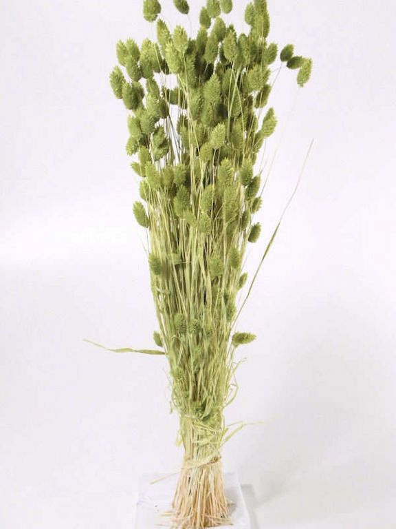 Bouquet Phalaris Vert Clair 70cm