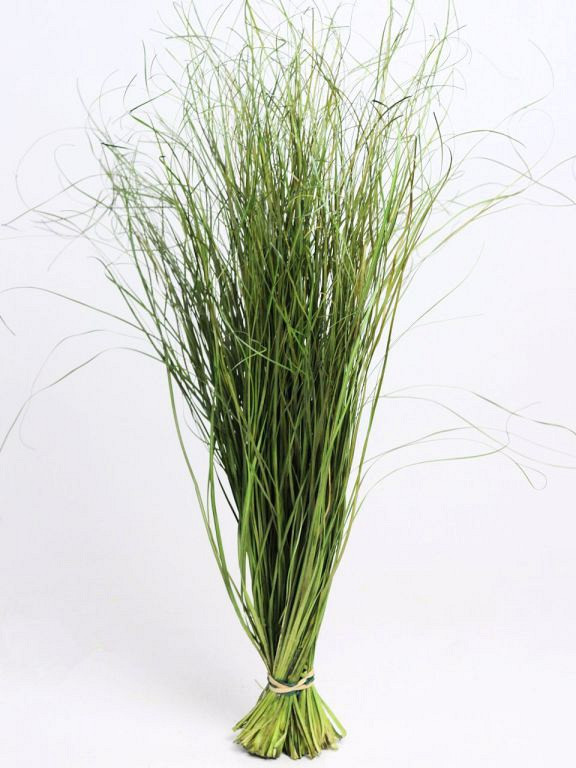 Berengras 70cm groen 225gr.