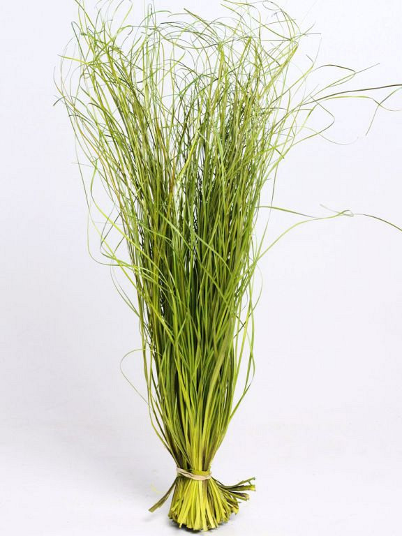 Berengras 70cm lentegroen 225gr.