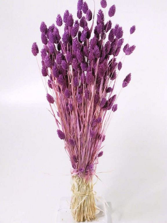 Phalaris Helder Paars 70cm OUD