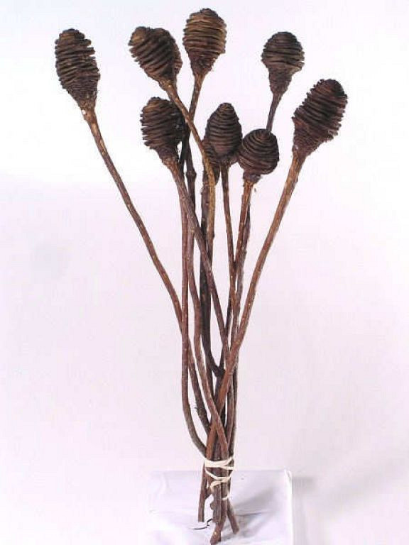 Plateseed Cones
