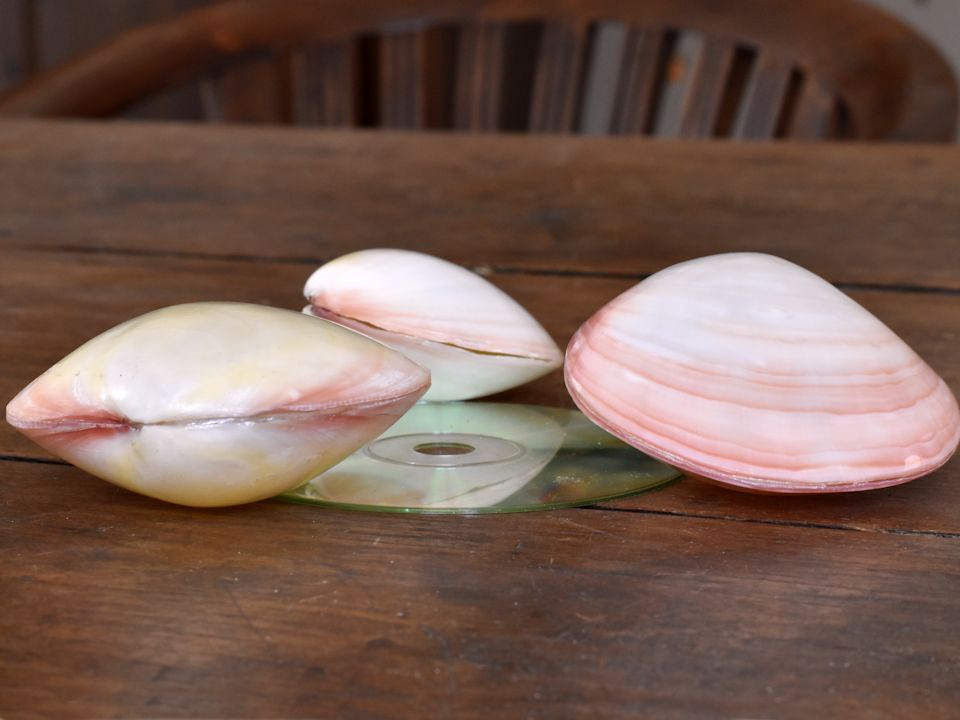 Schelpen Kering Pink 8-11cm