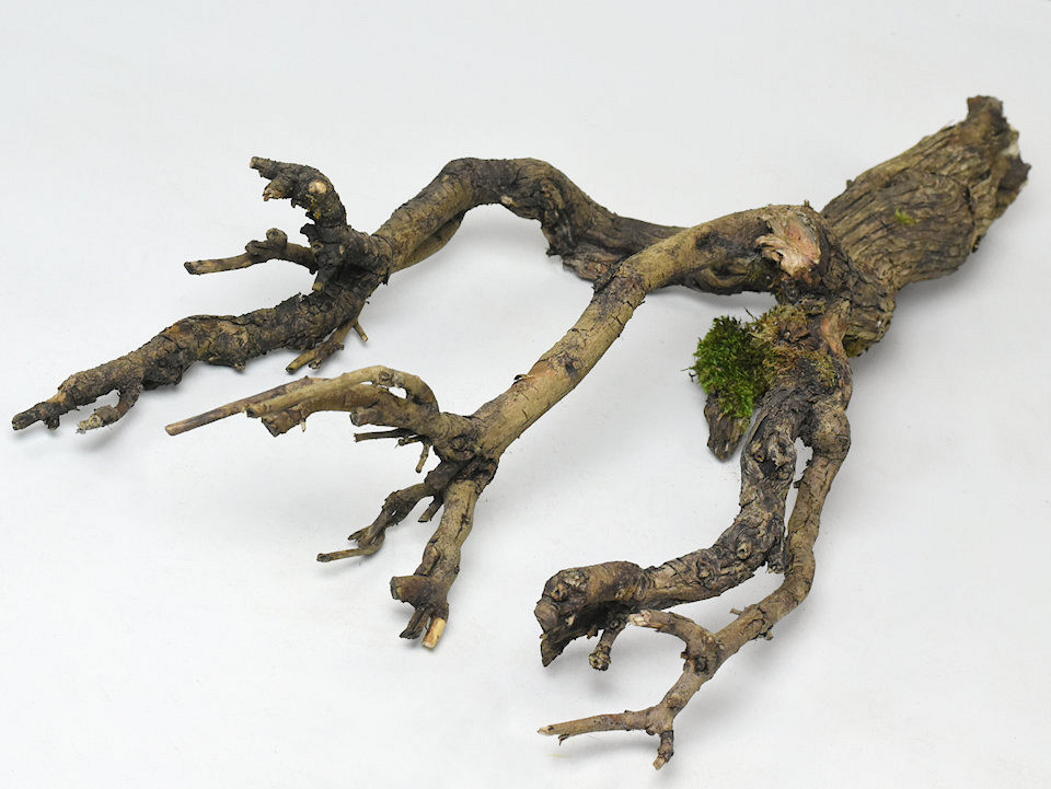 Bois de Lila 50-70cm