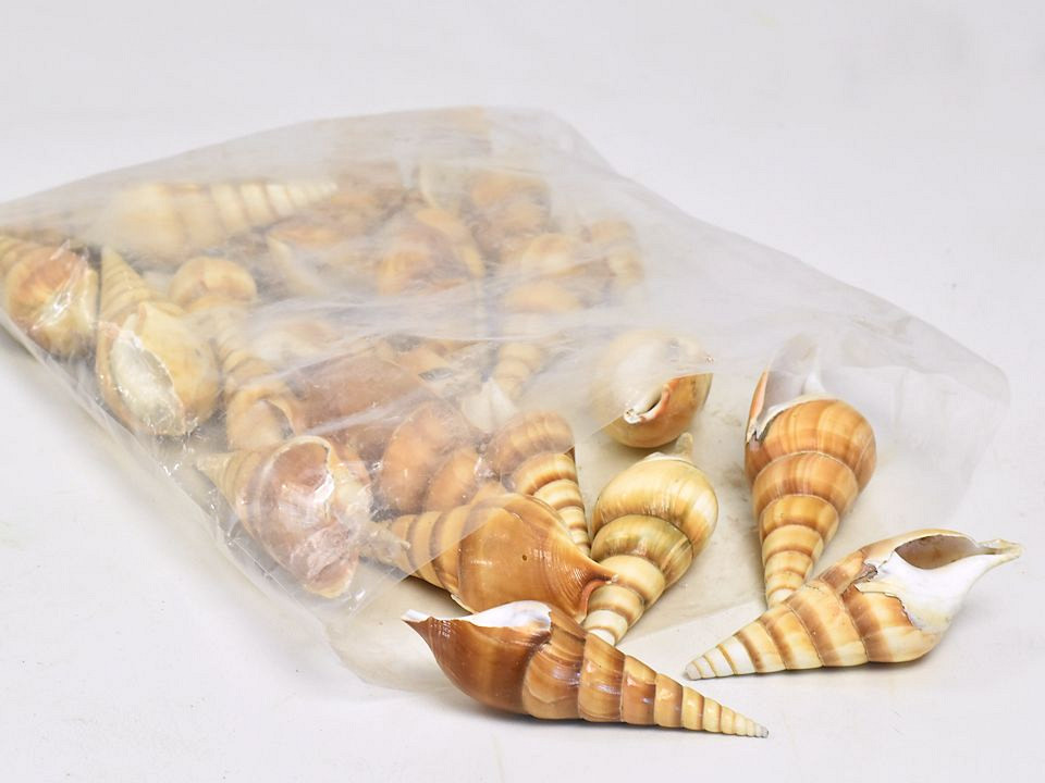 Coquillages Rouge Eluthani 1kg
