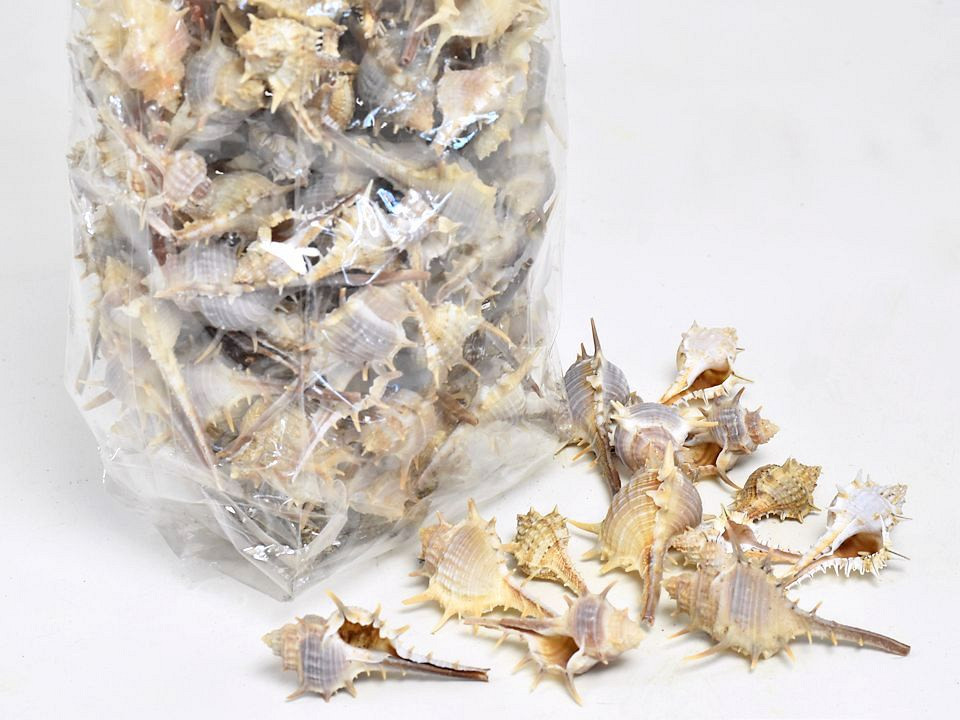 Coquillages Thorn Small 1kg