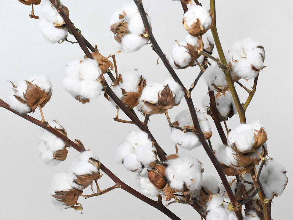 Katoen op steel 9 bollen