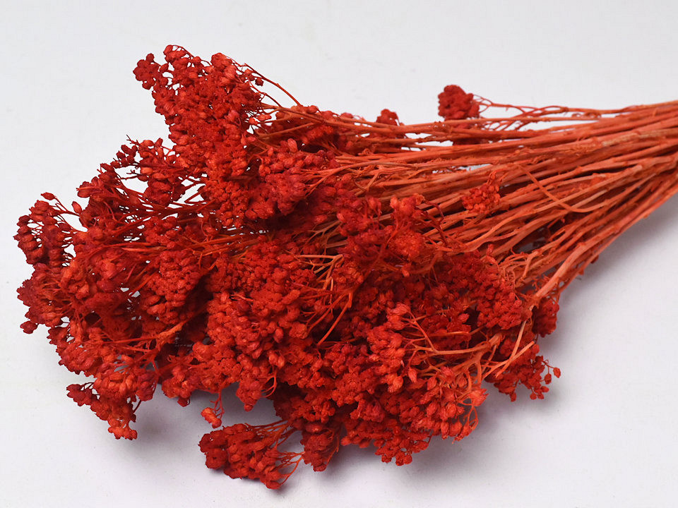 Achillea Rouge Rouille