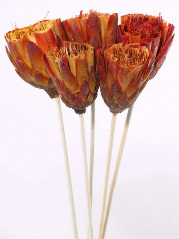 Protea repens red brush sur tige 50cm