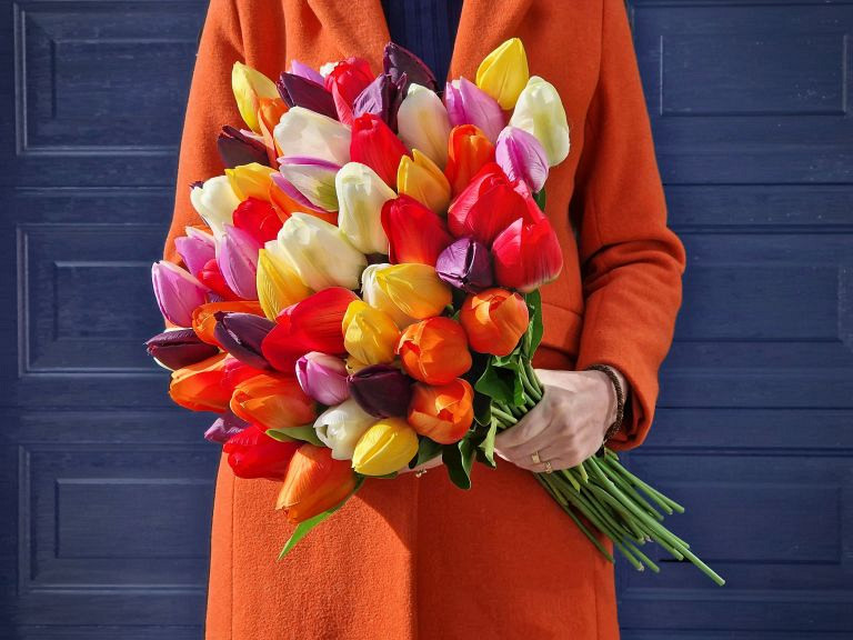 Tulipe Jaune 50cm 