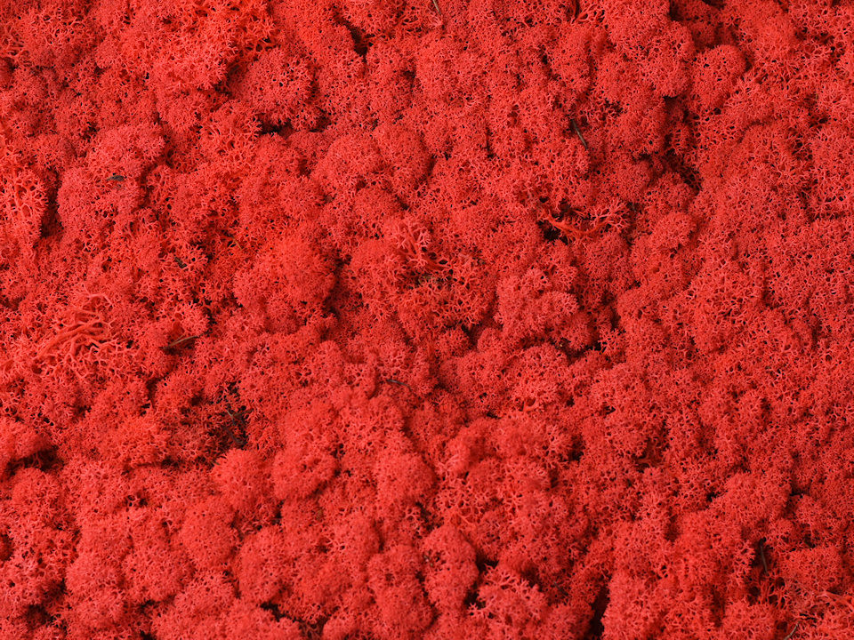 Lichen stabilisé Rouge par kg