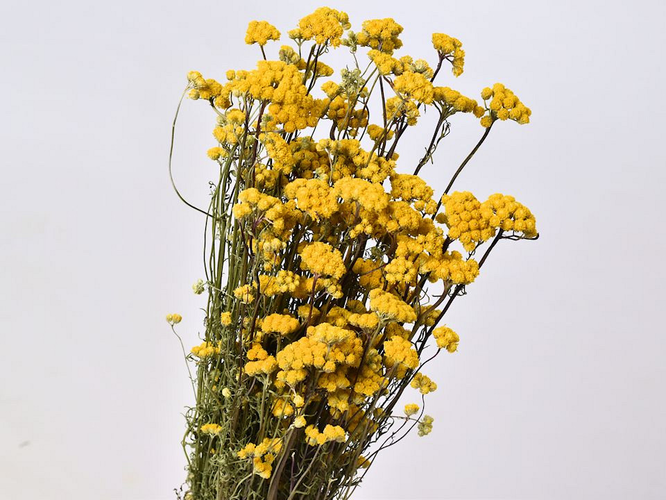 Bouquet Lonas 60cm