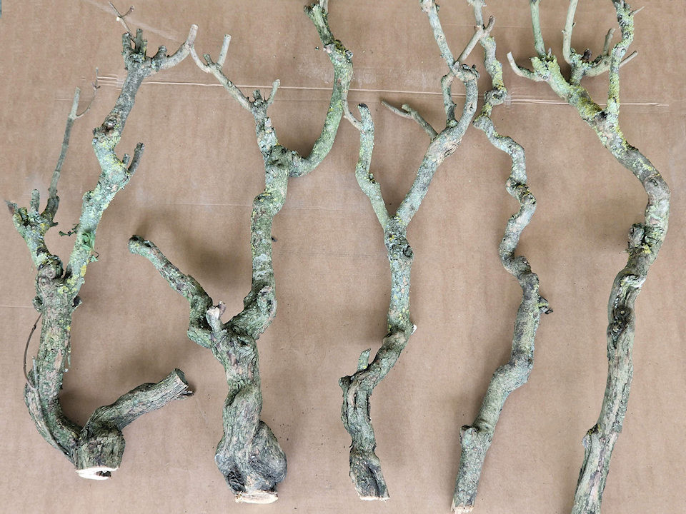Bois de Lila 70-90cm Mince