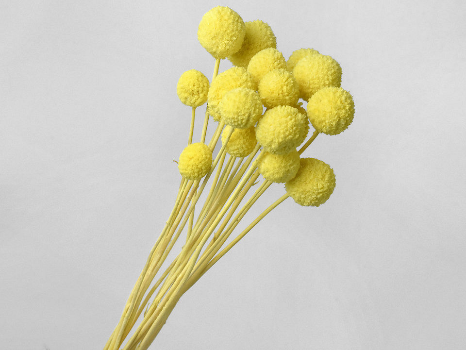 Craspedia Jaune Pastel 15pcs 40cm