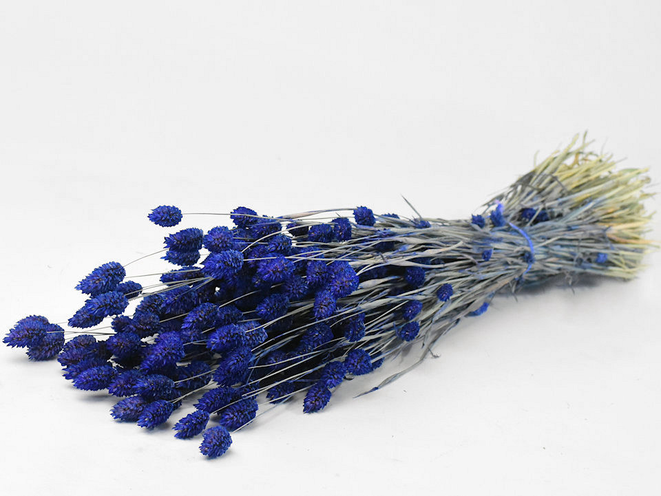 Phalaris Blauw 70cm