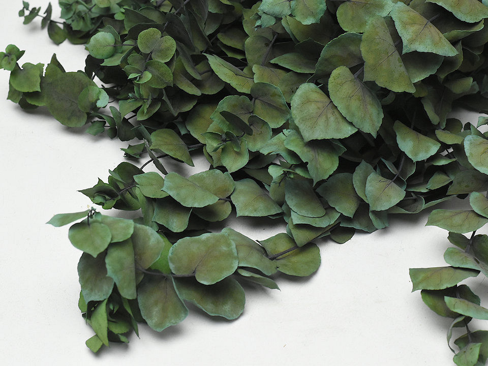 Eucalyptus Stuartiana Groen 65cm.