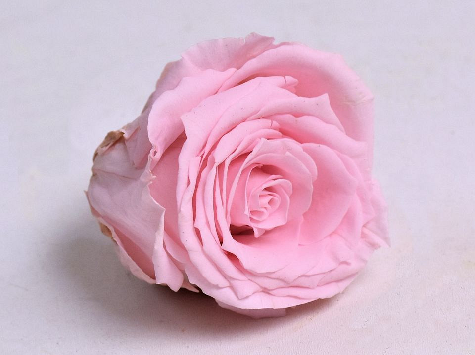 Rozenkop 5cm Pastel Roze