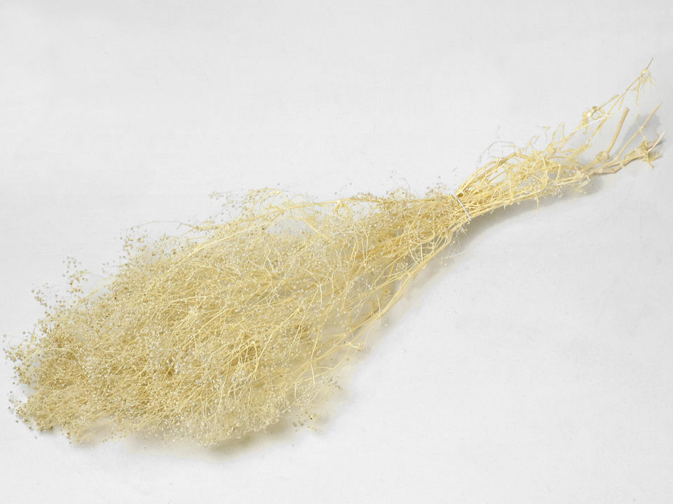 Gypsophila 35cm
