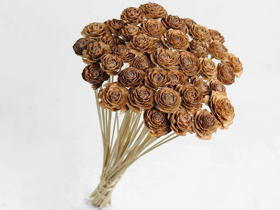 Rose de cèdre sur Tige