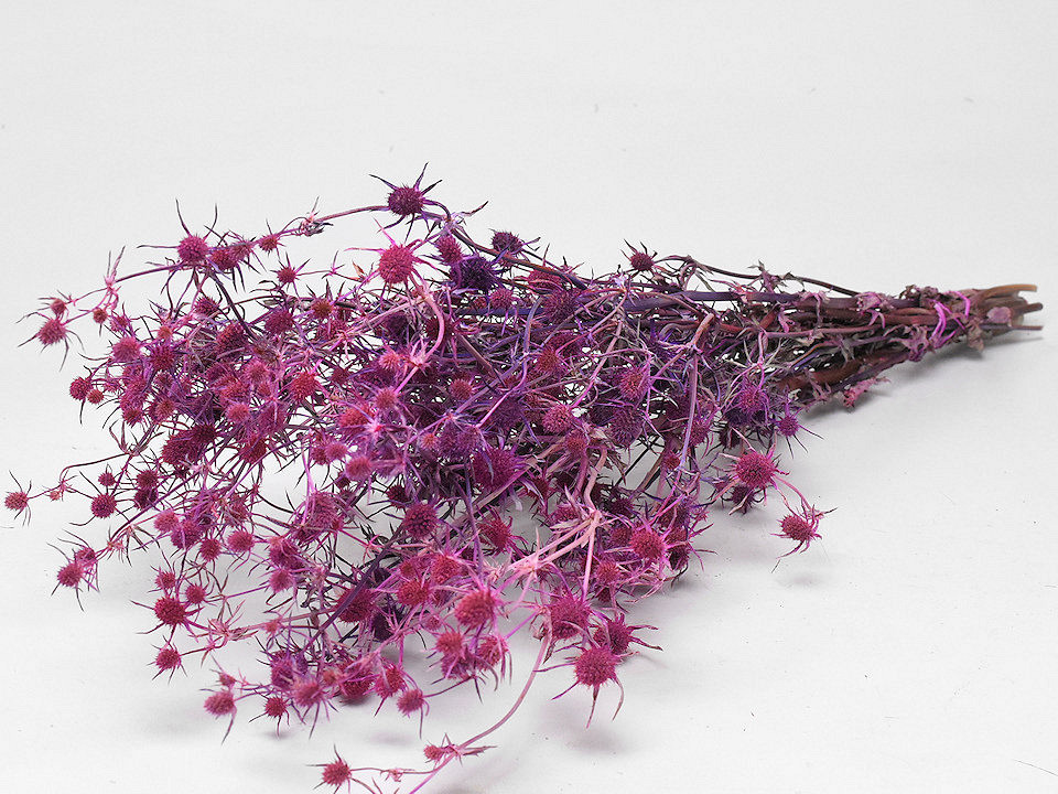 Eryngium Distels Roze 60cm