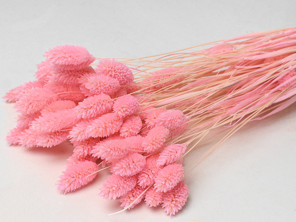 Bouquet Phalaris pastel rose 70cm