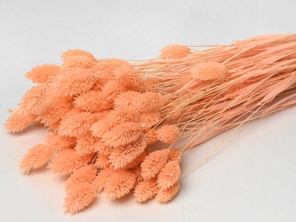 Bouquet Phalaris peche pastel 70cm