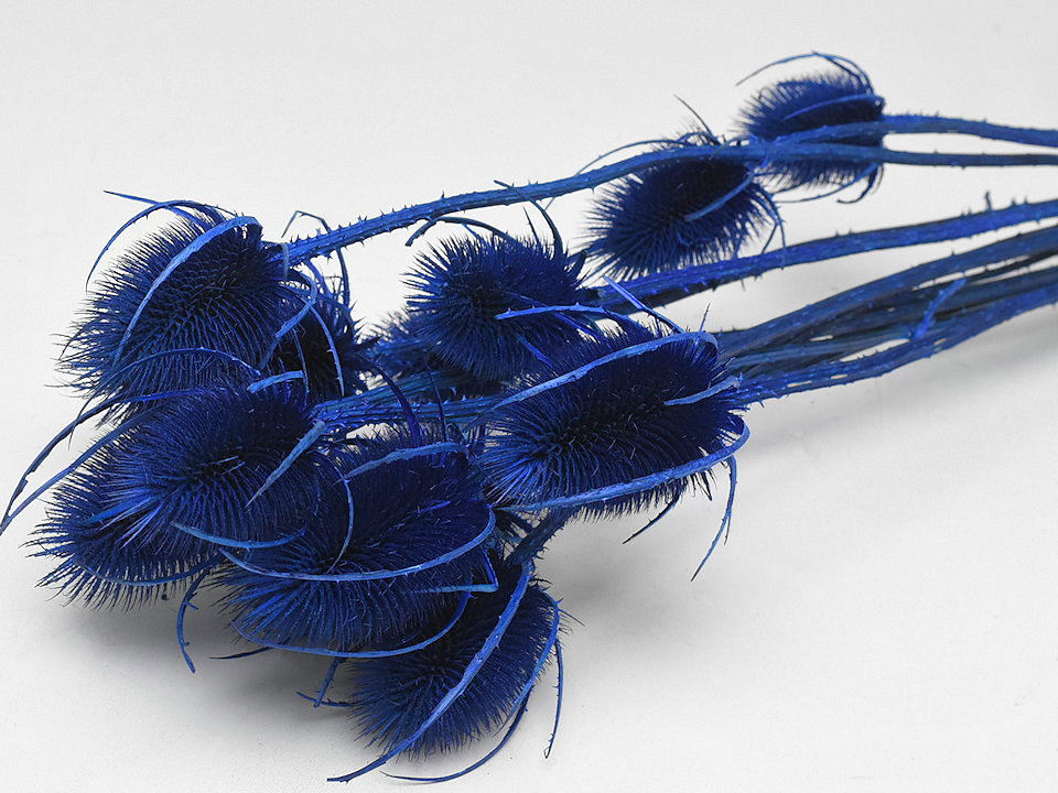 Kardoen Distel Blauw 70cm