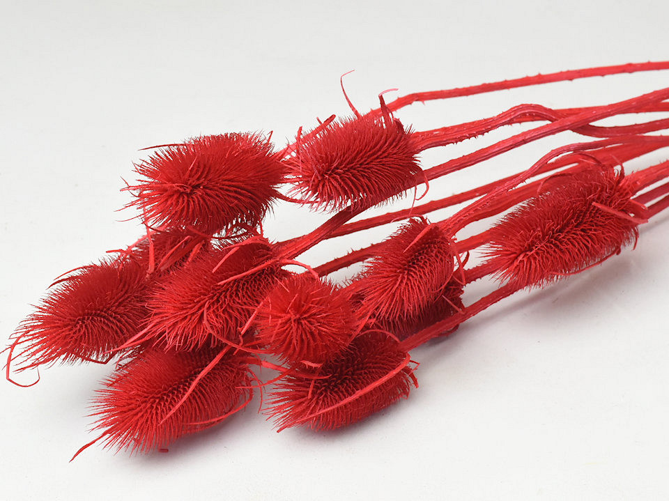 Kardoen Distel Rood 70cm