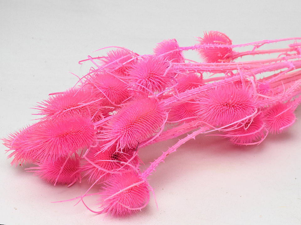 Kardoen Distel Roze 70cm