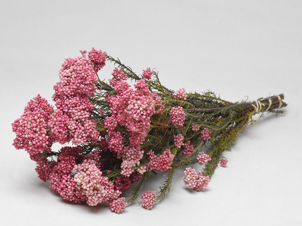 Rice Flower 40cm 