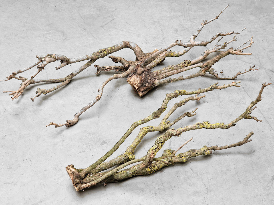 Bois de Lila 50-70cm