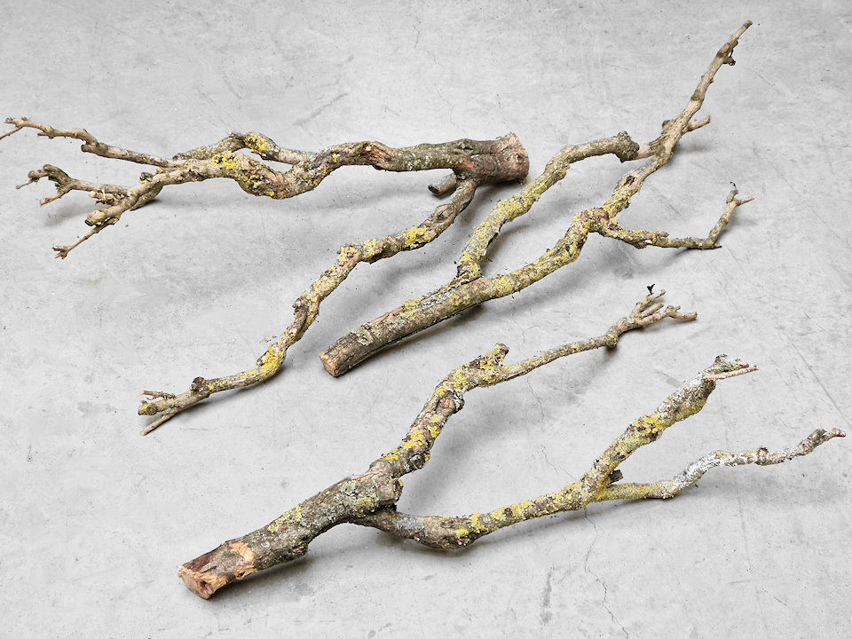 Bois de Lila 50-70cm mince