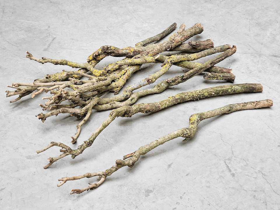 Bois de Lila 70-80cm Tige