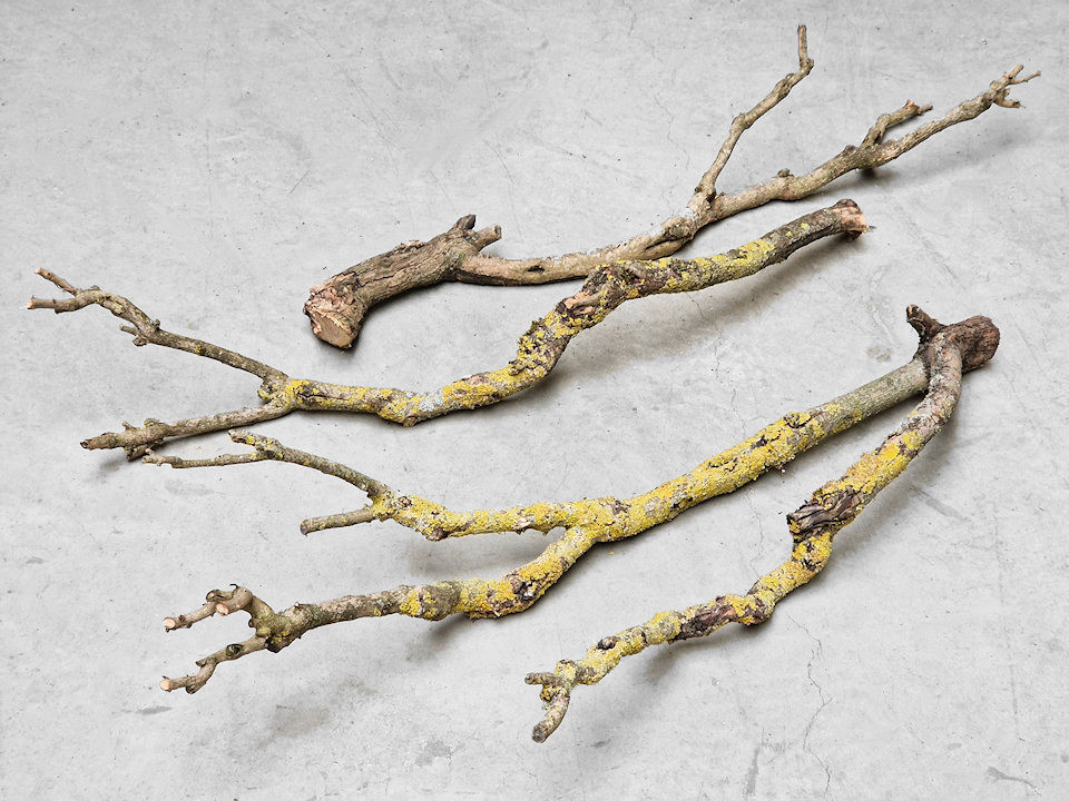 Bois de Lila XXL 80-100cm Mince