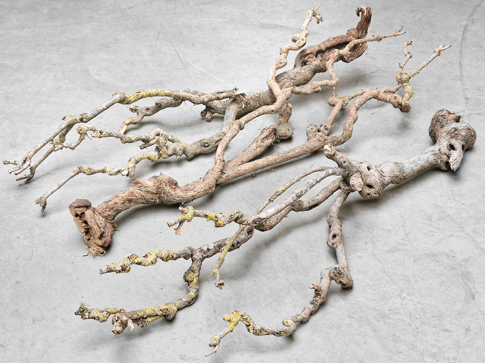 Bois de Lila 100-120cm