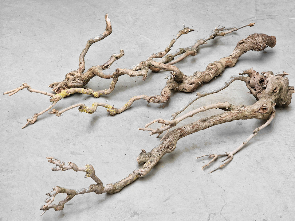 Bois de Lila 100-120cm Mince