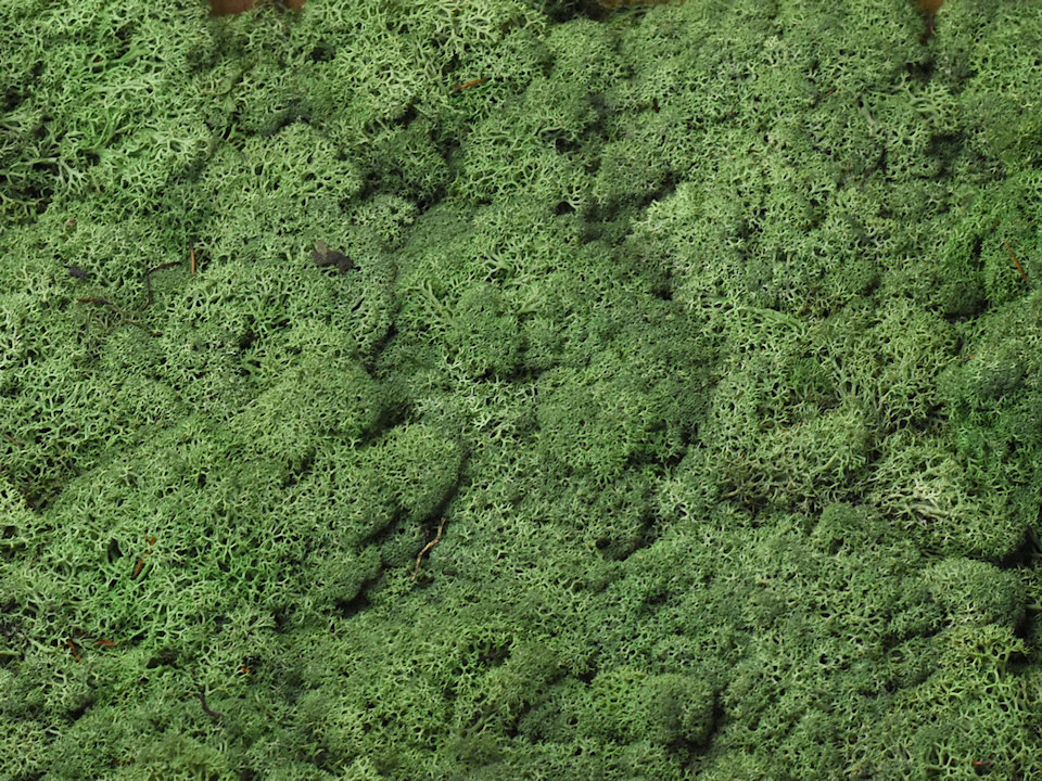 Lichen stabilisé Mousse Vert par kg