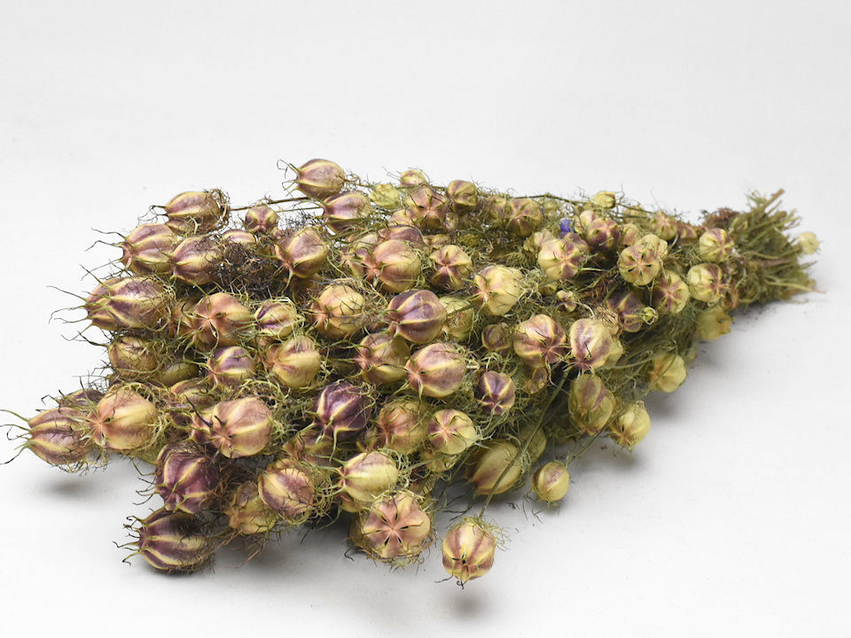 Nigella 45cm