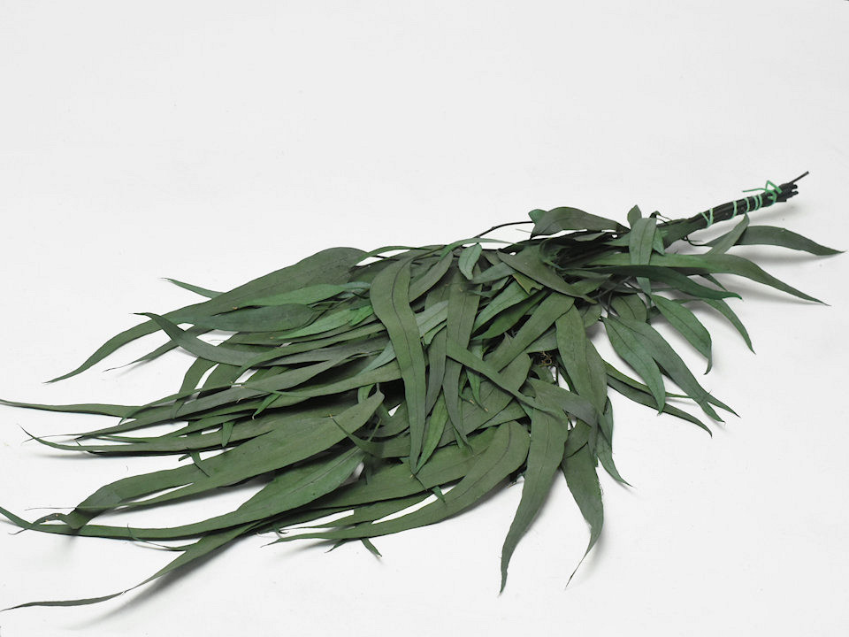 Eucalyptus Exotica 65cm